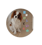 キャバリア犬02（個別スタンプ：5）