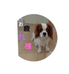 キャバリア犬02（個別スタンプ：7）