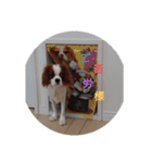 キャバリア犬02（個別スタンプ：8）