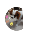 キャバリア犬02（個別スタンプ：9）