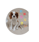 キャバリア犬02（個別スタンプ：11）
