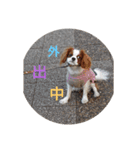 キャバリア犬02（個別スタンプ：14）