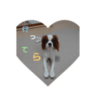キャバリア犬02（個別スタンプ：15）