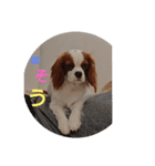 キャバリア犬02（個別スタンプ：16）