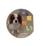 キャバリア犬02（個別スタンプ：20）