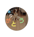 キャバリア犬02（個別スタンプ：21）