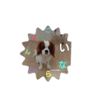 キャバリア犬02（個別スタンプ：22）
