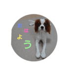 キャバリア犬02（個別スタンプ：25）