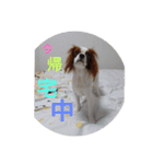 キャバリア犬02（個別スタンプ：33）