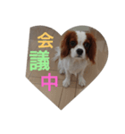 キャバリア犬02（個別スタンプ：34）