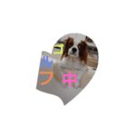 キャバリア犬02（個別スタンプ：35）