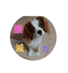 キャバリア犬02（個別スタンプ：38）