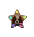 キャバリア犬02（個別スタンプ：39）