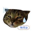 cuteな家族（個別スタンプ：1）