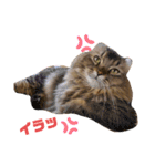 cuteな家族（個別スタンプ：17）