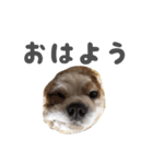 キャバリアのミロ（個別スタンプ：1）