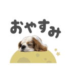 キャバリアのミロ（個別スタンプ：2）