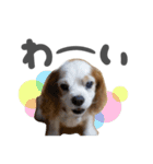 キャバリアのミロ（個別スタンプ：5）