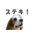 キャバリアのミロ（個別スタンプ：8）