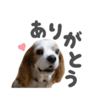 キャバリアのミロ（個別スタンプ：11）