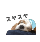 キャバリアのミロ（個別スタンプ：16）