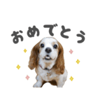 キャバリアのミロ（個別スタンプ：21）