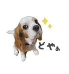 キャバリアのミロ（個別スタンプ：22）