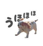 キャバリアのミロ（個別スタンプ：25）