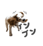 キャバリアのミロ（個別スタンプ：28）