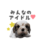 キャバリアのミロ（個別スタンプ：30）