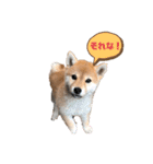 柴犬 山上倶楽部スタンプ（個別スタンプ：1）
