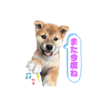 柴犬 山上倶楽部スタンプ（個別スタンプ：2）