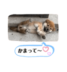 柴犬 山上倶楽部スタンプ（個別スタンプ：3）