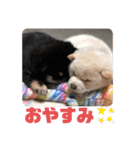 柴犬 山上倶楽部スタンプ（個別スタンプ：4）