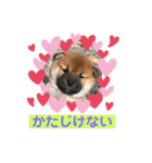 柴犬 山上倶楽部スタンプ（個別スタンプ：6）