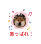 柴犬 山上倶楽部スタンプ（個別スタンプ：7）
