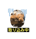 柴犬 山上倶楽部スタンプ（個別スタンプ：8）