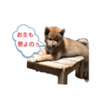 柴犬 山上倶楽部スタンプ（個別スタンプ：10）