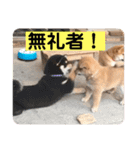 柴犬 山上倶楽部スタンプ（個別スタンプ：11）