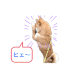 柴犬 山上倶楽部スタンプ（個別スタンプ：12）