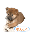 柴犬 山上倶楽部スタンプ（個別スタンプ：14）
