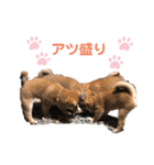 柴犬 山上倶楽部スタンプ（個別スタンプ：15）
