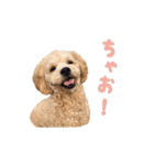 ラテ君とハリー君（個別スタンプ：4）