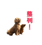 ラテ君とハリー君（個別スタンプ：14）