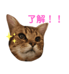 ♡にゃんず3♡（個別スタンプ：7）