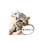 ♡にゃんず3♡（個別スタンプ：8）