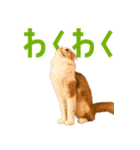 猫のみおんはいつも可愛い（個別スタンプ：1）