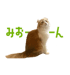 猫のみおんはいつも可愛い（個別スタンプ：9）