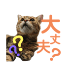 ♡にゃんず5♡（個別スタンプ：1）