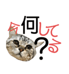♡にゃんず5♡（個別スタンプ：5）